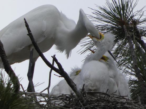 Photo of an adult great egret--a leggy, lanky, slender white bird with an elongated neck and a long, pointy, fencing epée of a bill--standing in right-facing profile and patiently looming over eir three gawky, scruffy, wildly Muppet-like babies to feed them their lunches. Currently, the baby in front, eyes wide and almost stunned by the impending satiation (temporary) of eir hunger, has eir sparsely feathered head raised on eir limber neck, eir bill opened wide to receive the sword of eir parent's bill (which is probably depositing some fresh fish); if you didn't know what you were looking at, you might think the parent was driving a blade through eir baby's face. The other two chaos Muppet babies are crouching, snuggled close, ready to dart upwards for their turns at the delivery bird. The large nest of sticks is in the upper reaches of a Ponderosa pine under a stormy sky, so the scene is wild and a little ghostly.