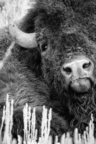 Close-up portrait of a bison, looking directly at the camera.