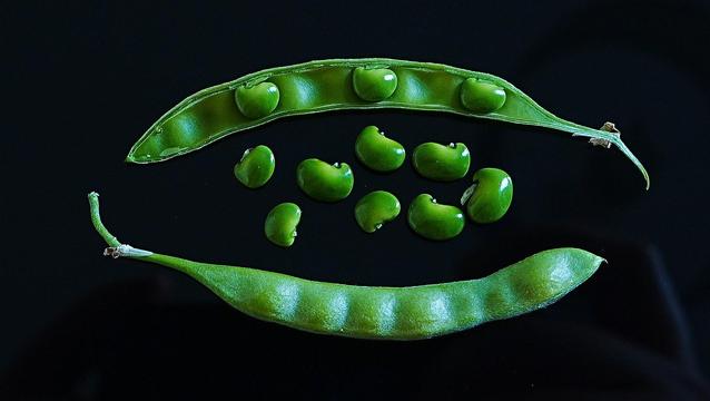 some really vibrantly green shiny small beans, some are loose, some are in a half open pod, there is also a fully enclosed pod, all are sitting on a black reflective surface (phone)