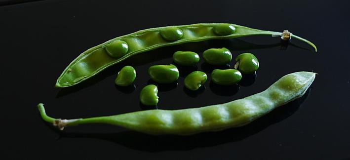 some really vibrantly green shiny small beans, some are loose, some are in a half open pod, there is also a fully enclosed pod, all are sitting on a black reflective surface (phone)