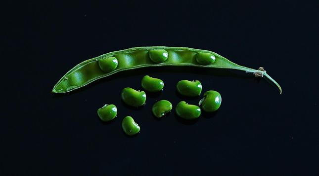 some really vibrantly green shiny small beans, some are loose, some are in a half open pod all are sitting on a black reflective surface (phone)