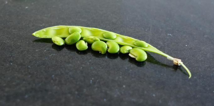 some really vibrantly green shiny small beans, some are loose, some are in a half open pod, there is also a fully enclosed pod, all are sitting on a dusty dark black surface, they are lit differently, bit more pale looking