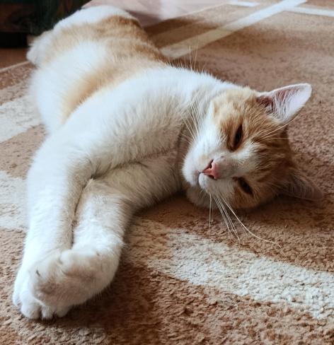 Ein Kater liegt platt auf dem Teppich.