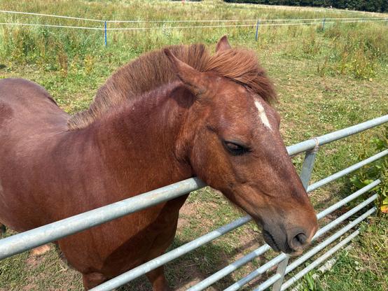 A small brown horse with its head over a metal gate. The horses mane is cut like a pinks Mohawk style cut