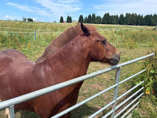 A small brown horse with its head lifted up and facing away metal gate. The horses mane is cut like a pinks Mohawk style cut
