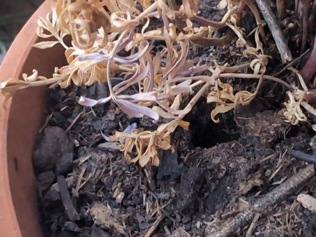 Video: Nahaufnahme eines Blumentopfs nahe an einer Pflanze, durch ein Loch in der Erde sieht man darunter eine Biene vorbei klettern, die unter sich ein zusammengerolltes grünes Blatt mit zieht.