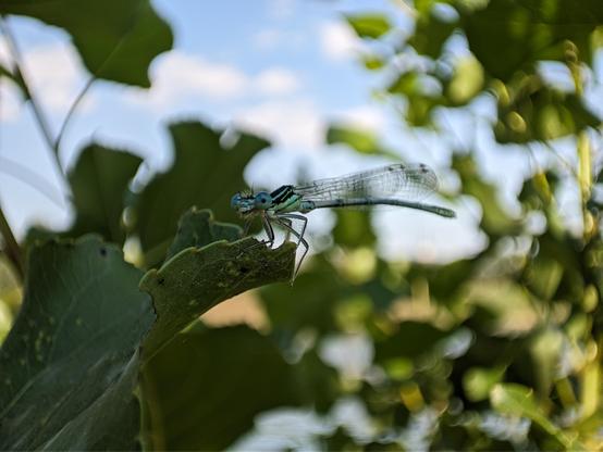 photo of a greenish-blue colored dragonfly sitting on a leaf