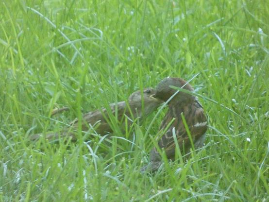 Hazy photo (taken through a window) of the small, light brown and grey form of a fledgling songbird leaning in with eir tiny goblin bill wide and eir eye intensely focused on  the darker brown and grey form of eir parent, who has come to them in the tall grass of the yard with a billful of seed. They are the ubiquitous (in my yard anyway) little chatterboxesbknown as house sparrows, the parent, back to us, curled like a swoop of wonderfully woodsy paint around the sunny blanched almond of eir fledgling.