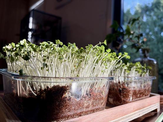 Two glass square trays with coconut coir and small seedlings growing in them. The sun is streaming in lighting them up. There is one strip of vertical light near Pete’s cage behind. It seems dark in comparison to the greens.