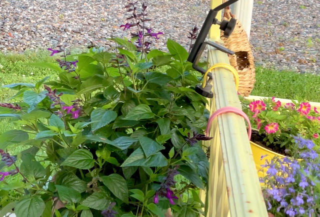 Flowers in containers along a pale yellow porch railing. A male ruby-throated hummingbird come in from the lower right just for a moment. He is quivering with life. He visits a flower than moves out of frame again to the right. As he moves for just an instant light strikes his ruby throat and it flashes red.