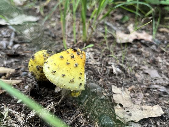 A little yellow mushroom with irregular spots in dry ground with some grass