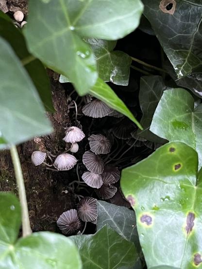 Tiny little pale brown mushrooms on the side of a dead stump, peeking through ivy
