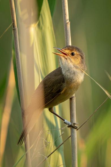 This close-up shows a singing common reed warbler perched on a reed stalk in a thicket. The bird is partially hidden by the reeds and has a ring on its leg.
