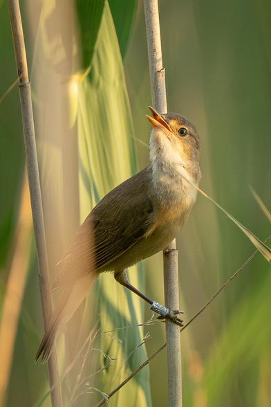 This close-up shows a singing common reed warbler perched on a reed stalk in a thicket. The bird is partially hidden by the reeds and has a ring on its leg.
