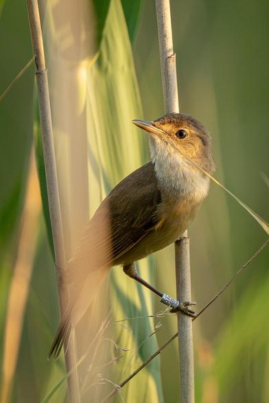 This close-up shows a singing common reed warbler perched on a reed stalk in a thicket. The bird is partially hidden by the reeds and has a ring on its leg.