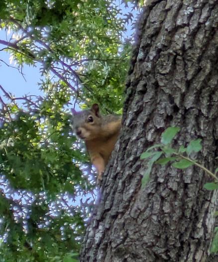 A small squirrel peaks from around the trunk of a tree. Green leaves and blue sky are behind it