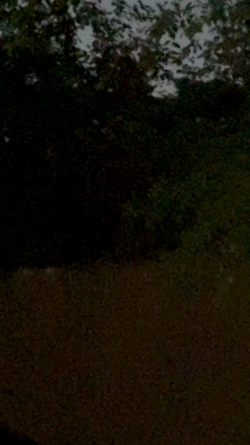 A blurry zoomed in dark video that had a couple firefly flashes.