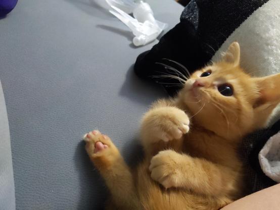 tiny orange kitten holding his tail with his front paws and looking up wide-eyed at something. he's extremely cute