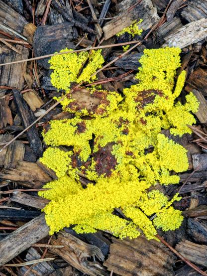 Photo of a patch of bright yellow slime mold.