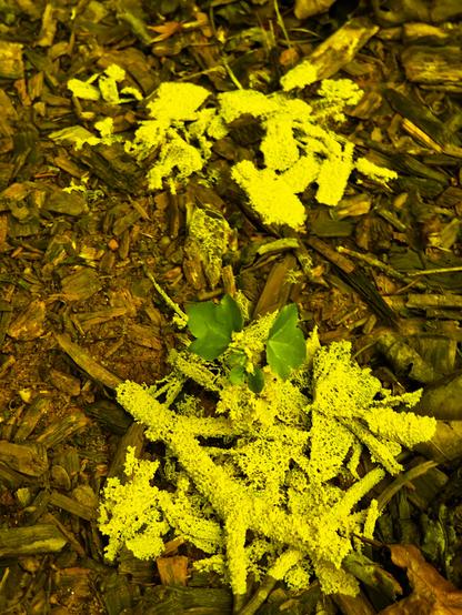 Photo of a patch of bright yellow slime mold.