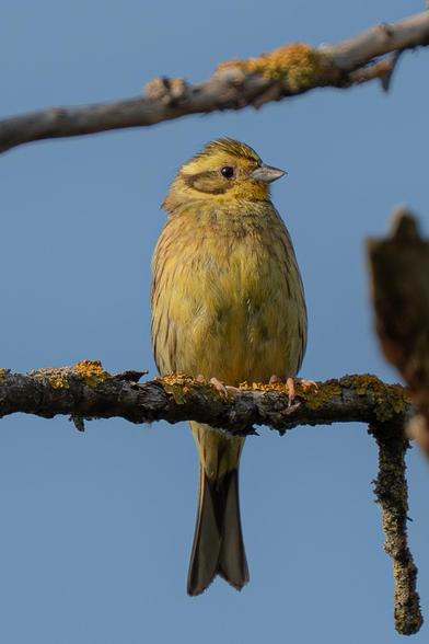 This is a male yellowhammer sitting facing forward on a dead, mossy branch against a blue sky. Another branch is visible in the background. The bird turns its head to reveal an eye.