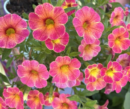 Numerous small flowers similar to petunias in form, each a tube, that part mostly not visible here, ending in a round flower with five notched petals. These give the appearance of having a bright yellow background over which has been spread a coral pink, resulting in each flower subtly showing all the shades between those two. It results in a sunny blush that is very cheerful to see.