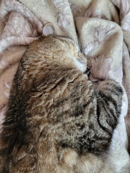 A fuzzy brown tabby sleeping on his side on my legs, which are covered by a fuzzy brown blanket. His head is turned away from the light and pressed into my left leg, flattening his right ear and showing off his cute white chin. His right front leg is curled over my left leg, almost gripping me, but with the big stripey paw folded under. The photo cuts him off below the elbow. I love this handsome man.