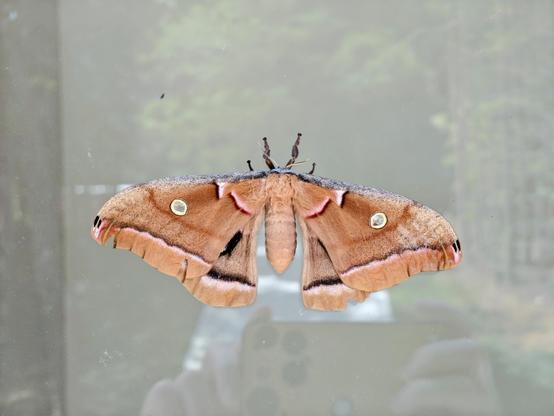 Photo of a giant silk moth on a window pane. Looking straight down from above you can see the details of the top main wings. Mostly brown or reddish brown in color with black outlines on the wings. The "eyes" on the wings are round, transparent in the middle, and ringed with white and black. It's under wings are peeking out and showing a portion of the larger eyes on those under wings.