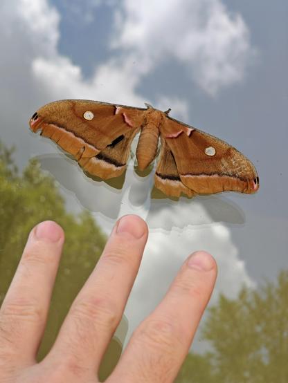 Same as first pic but my hand is in the frame attempting to show it's size.