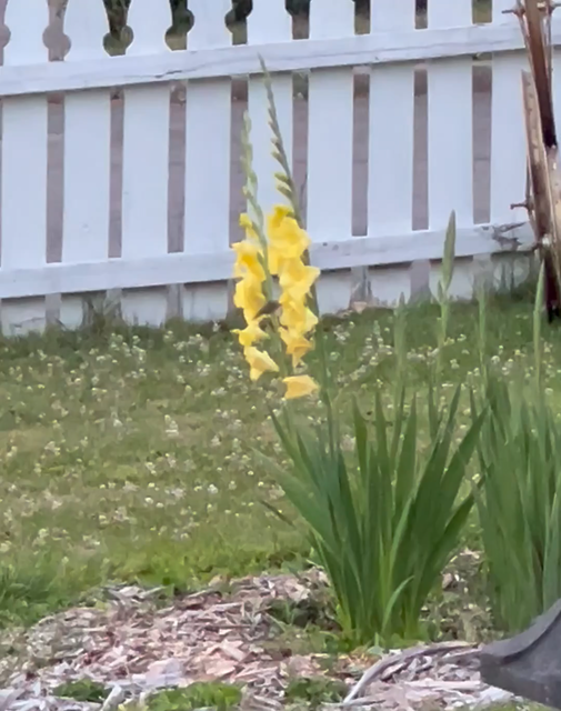 a hummingbird feeding at one of my stalks of yellow gladiolas