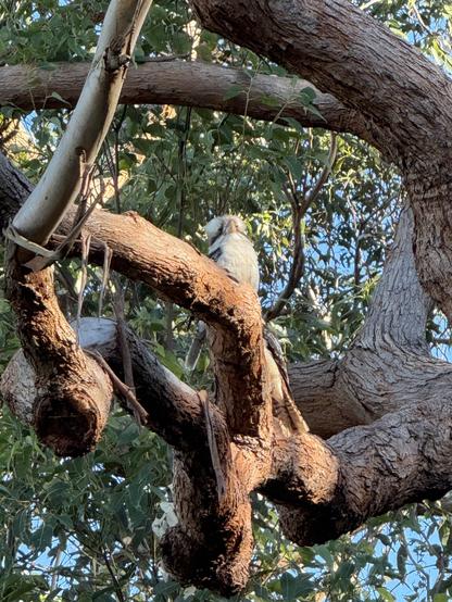 A kookaburra visible on a tree branch, their beak facing towards the camera. Behind it is another bird (maybe another kookaburra?), but all that can be seen is the tail feathers.