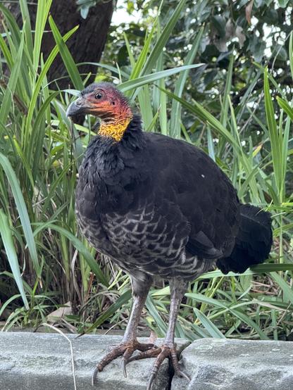 A brush turkey standing on a concrete block, with greenery behind them. The skin of their balding head is red, their neck is yellow, but the rest of their body is covered with black-grey feathers. Their face is tilted to the side, with their left eye looking pretty much directly at the camera.