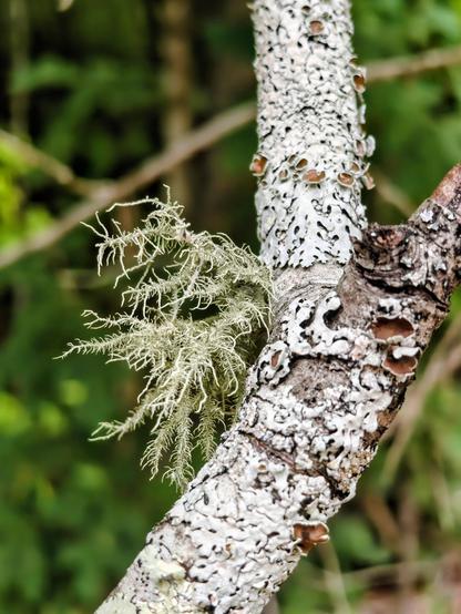 This photos shows some lichen on a tree.