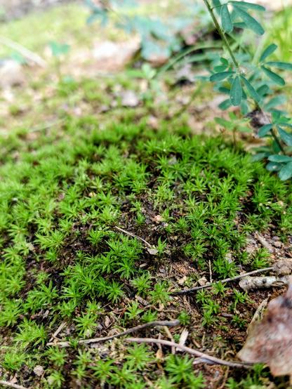 This photo shows some moss on the ground.