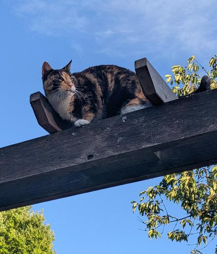 A calico cat on the horizontal to of a wooden arbor, blue sky visible above and below, looking over her lft shoulder, whiskers prominent.