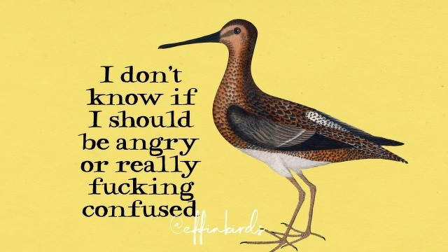 A painting of a bird beside the text "I don't know if I should be angry or really fucking confused"