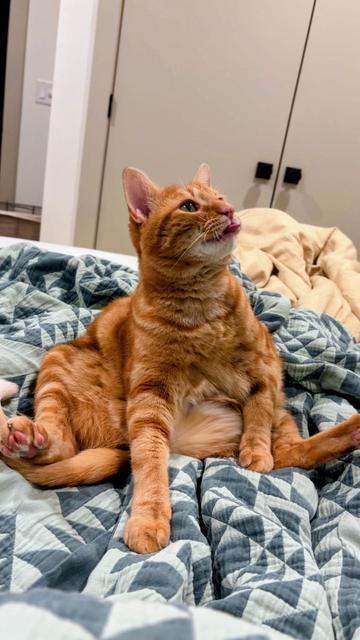 Ollie the orange cat sits upon a blue and green blanket, he sits like... he... I don't even know how exactly to describe how he looks. He just looks like a fat little goof with his tongue sticking out.