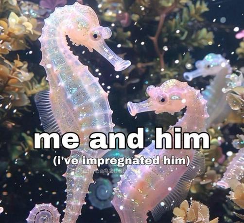 Two pastel, translucent seahorses face each other underwater, their bodies glittery and iridescent. Soft coral and aquatic plants surround them in the background. Over the image, playful white text reads: “me and him (i’ve impregnated him),” referencing the fact that male seahorses carry the babies.