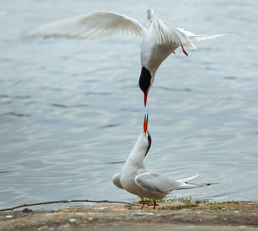 Lapintiira ja kalatiira – Arctic tern and common tern