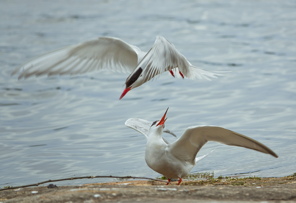 Lapintiira ja kalatiira – Arctic tern and common tern