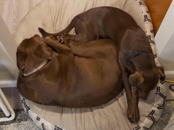 Two brown dogs sharing a round dog bed in a doorway.