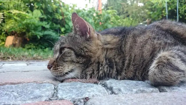 Mika, ein getigerter Kater, liegt auf einer gepflasterten Fläche. Es ist eine Nahaufnahme, die Kamera ist in der Höhe von Mikas Kopf. Im Hintergrund sind grüne Pflanzen zu sehen.