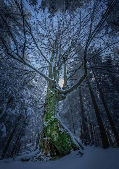 A grand tree placed in a winter setting