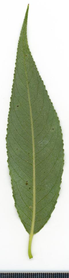 Salix alba. Leaf abaxial side. Herbarium of the city Elektrostal Moscow Oblast, 2020 year. Created by scanography. Collection D.Makeev. Scale 1 unit = 1 mm. These are original colors. Please do not make edit.
