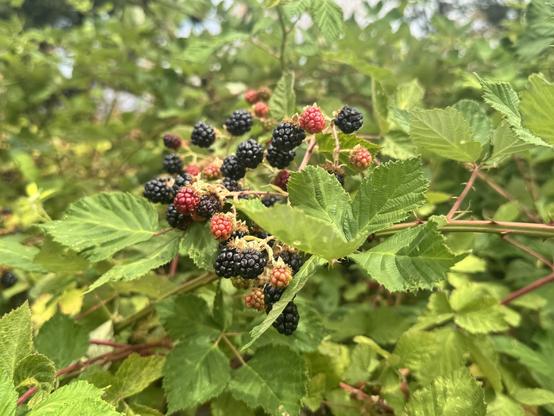 Many big ripe blackberries on a large Himalayan blackberry bush.