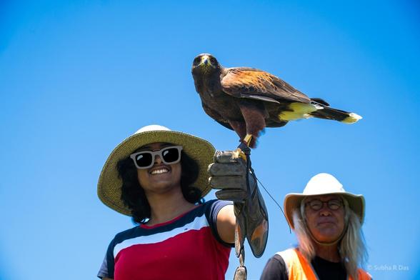 Pic from a lower vantage point of a person in a hD holding out a leather gloved left hand on which a brown hawk is perched. An older person in a hat is behind and the background is the blue cloudless sky