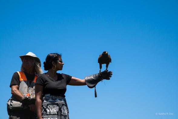 Kid2 in black top and black and white patterned skirt with gloves left arm extended with a hawk perched but bent down as if to take off