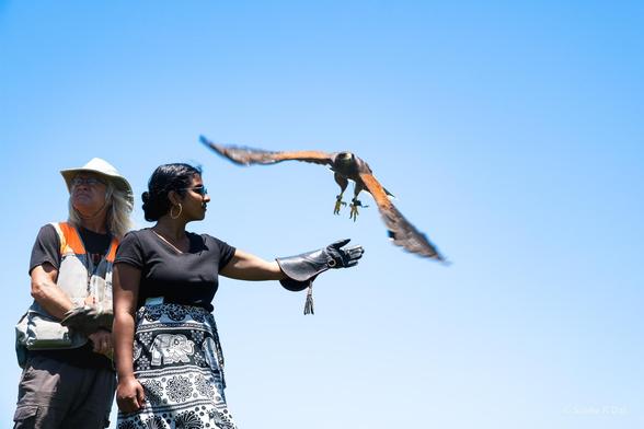 Brown hawk just taken off and with wings extended, as kid2 holds out a black leather gloved arm