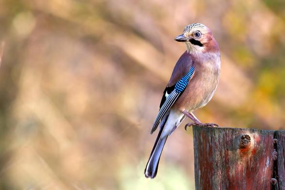 Jay in Tarn, France