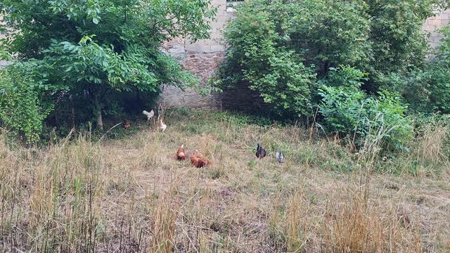 Ein Bild von mehreren Hühnern auf einer Fläche mit trockenem, bräunlichem Gras. Ein weißes Huhn steht links unter einem großen Laubbaum, während weitere Tiere in Braun- und Schwarztönen über die Wiese verteilt sind. Dichte grüne Bäume und Sträucher füllen den mittleren Teil des Bildes aus. Im Hintergrund ist eine verwitterte Steinmauer hinter der Vegetation erkennbar.